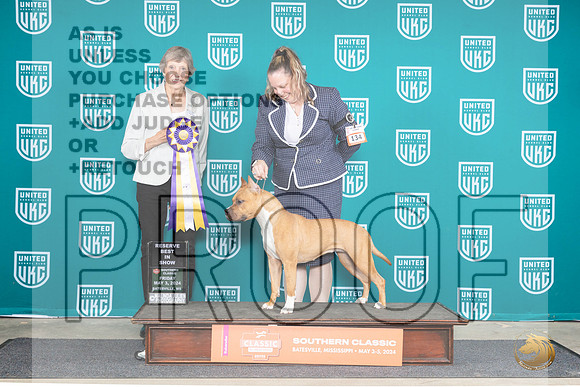 American Pit Bull Terrier #134 Fri2 RBIS Judge Susan Sawyer Anderson__JP_6408_BatesvilleMS_2024_HR3