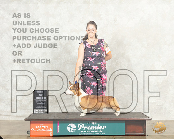 Pembroke Welsh Corgi #166 Thur BOB Judge Sandra Sproull Kowalski__MJ_7427_Premier_2022_HR3