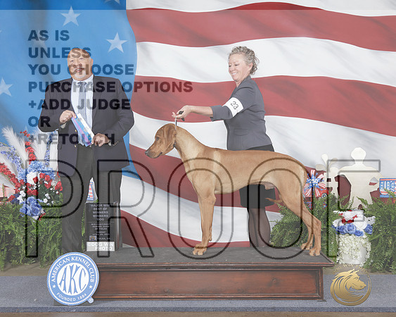 Rhodesian Ridegback #23 Sun WD BOW M Judge Hal Bierman-_WP_3123e_Tulsa 2026-HR3