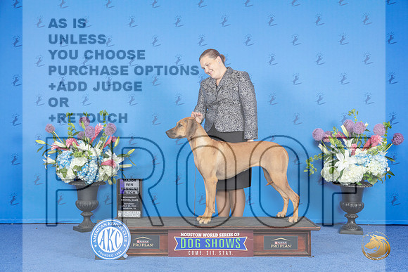 Rhodesian Ridgeback #14 SAT WB M Judge Douglas Johnson__JP_0042_Houston_2024_HR3