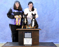 Rat Terrier Sun New Title Total Dog Kellye Townsend Judge K Shivers LR Hutto Feb 2013
