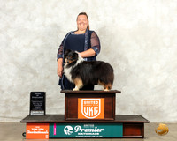 Shetland Sheepdog #1184 Thurs AOE Judge Sandra Sproull Kowalski