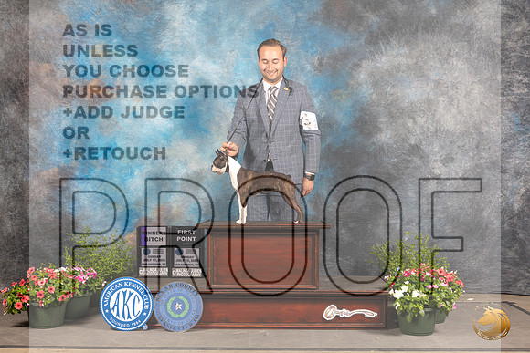 Boston Terrier #22 Sun WB Judge Debra Thornton_MJ_0786_SA_2022_HR3