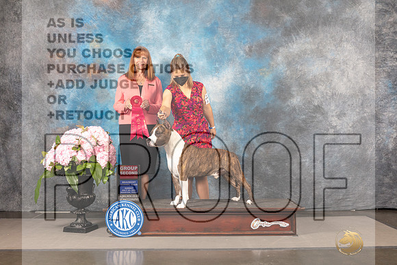 American Staffordshire Terrier #23 Sun G2 Judge Linda Hurlebaus_MJ_8342_Houston_2022_HR3