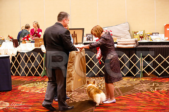 _JJ_0964-HstnCorgiFeb2015-HR3