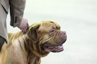Dogue de Bordeaux Ed Harris DDB Head