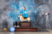 Pembroke Welsh Corgi #15 Sat OHG4OHB Judge Gary Andersen