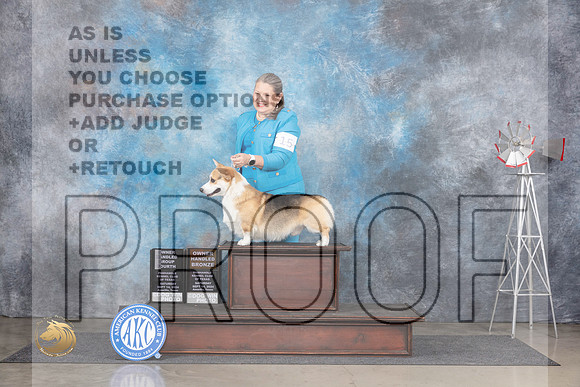 Pembroke Welsh Corgi #15 Sat OHG4OHB Judge Gary Andersen__JP_6212_Amarillo_2024_HR3