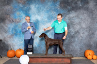 German Shorthaired Pointer #6 Sat BOW M Judge Tim Catterson