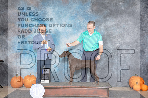 German Shorthaired Pointer #6 Sat BOW M Judge Tim Catterson__JP_8530_Humble_2024_HR3