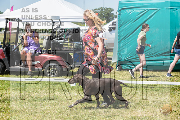 German Shorthaired Pointer Rings Wed_JJL_1860_Premier_2024_HR3