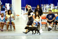 Staffordshire Bull Terrier Wed Ring