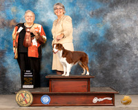 Miniature American Shepherd #8 Fri BBEG2 Judge Denny Mounce