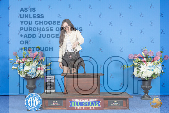 French Bulldog #27 THUR RWD Judge Wood Wornall__JP_9192_Houston_2024_HR3