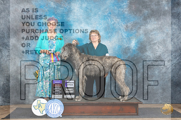 Irish Wolfhound #6 Fri BOB Judge Sharol Candace Way__JP_9253_Abilene_2024_HR3