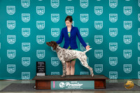 German Shorthaired Pointer #215 Sat RCH see note
