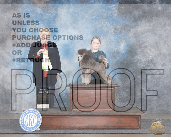 Poodle Minature #J401 BJr Judge Judy BrownPoodle Minature #J401 BJr Judge Judy Brown_WP_8870e-_Midland 2026-HR3