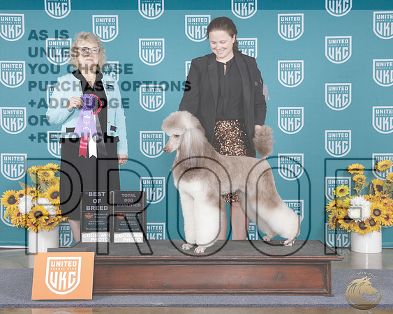Poodle Standard MC #176 Sat BOB Judge Mary HappelPoodle Standard MC #176 Sat BOB Judge Mary Happel_WP_3970e-_UKC Midwest Classic 2026-HR3