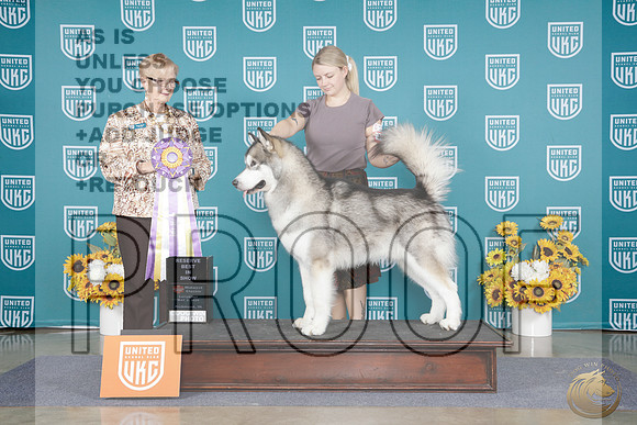 Alaskan Malamute #342 Sat RBIS Judge Karen Hynak RAlaskan Malamute #342 Sat RBIS Judge Karen Hynak R_WP_4196e-_UKC Midwest Classic 2026-HR3