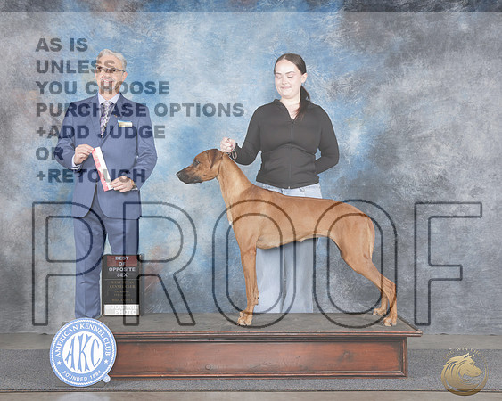 Rhodesian Rigdeback #8 Thurs BOS Judge Luiz SilvaRhodesian Rigdeback #8 Thurs BOS Judge Luiz Silva_WP_8968e-_Midland 2026-HR3