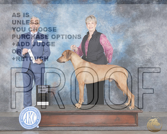 Rhodesian Ridgeback #5 Thurs SD Judge Luiz SilvaRhodesian Ridgeback #5 Thurs SD Judge Luiz Silva_WP_8965e-_Midland 2026-HR3