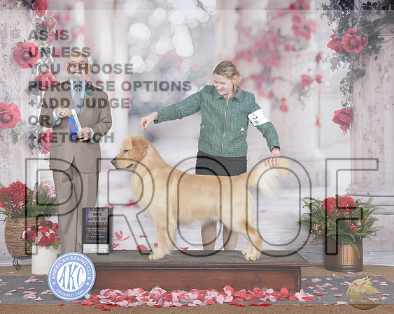 Golden Retriever #31 Fri BOW M Judge David PeatGolden Retriever #31 Fri BOW M Judge David Peat_WP_6652e-_Texarkana 2026-HR3