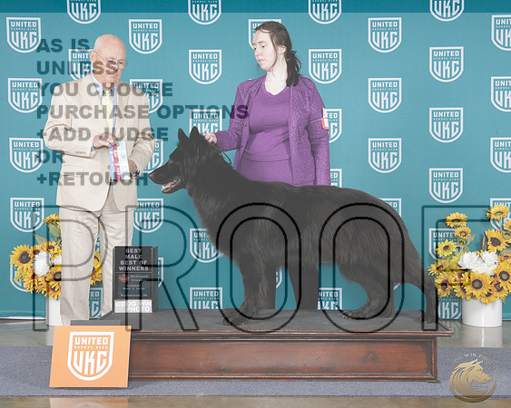 German Shepherd Dog #356 Sun BM BOW Judge Donald BrightGerman Shepherd Dog #356 Sun BM BOW Judge Donald Bright_WP_4078e-_UKC Midwest Classic 2026-HR3
