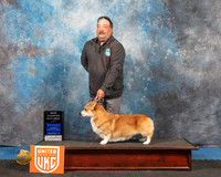 Pembroke Welsh Corgi #202 Sun BM Judge David Arthur
