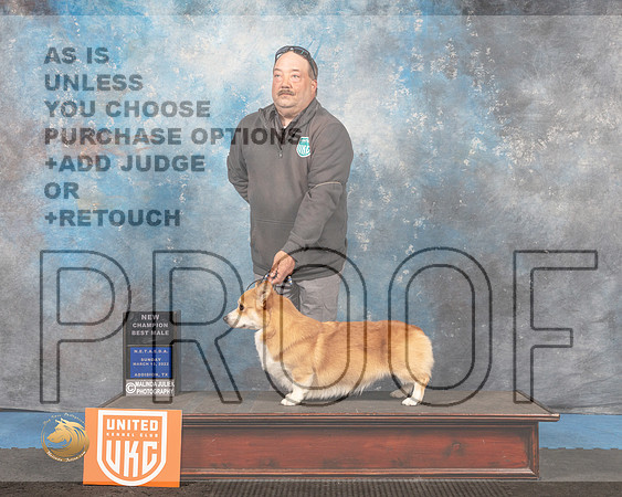Pembroke Welsh Corgi #202 Sun BM Judge David Arthur_MMJ_6689_Addison2022_HR3