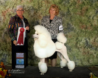 Poodle Standard #6 Sun G2 Mary L Yeakey Agent Elizabeth Brown Judge M Purkhiser San Angelo Oct 2013