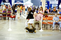 Lhasa Apso Sat Ring