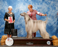 Afghan Hound #5 Thurs OH G1 Cochrane Claudia and David and Debi Golden Judge eva Berg