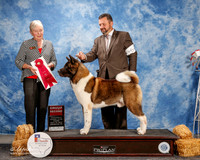 Akita #5 Thurs G2 Whitte Rick and Teresa Agent Clint Livingston Judge Terry Carter