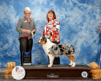 Australian Shepherd #6 Thurs BOW Jenkkins Emma and Leon B Goetz Judge Terry B Carter