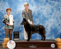 Belgian Sheepdog #6 Thurs G4 Ryder Cynthia Tamara Holloway Patricia Snow Judge Cindy Meyer