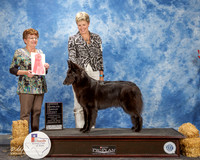 Belgian Sheepdog #6 Thurs OH G1 Ryder Cynthia Tamara Holloway Patricia Snow Judge Terry B Carter