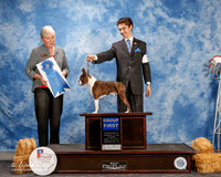 Boston Terrier #5 Thurs G1 MAncine Dawn and Stacie Kinnarid Agent Schuylar Moore Judge Kathy Bucher Sawyer