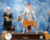 Boxer #6 Thurs BOB Lowe Holly and Kayla Lowe Whitlow and Julie Higgins Judge Eva E Berg