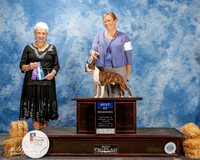 Boston Terrier #7 Thurs BOW Vogler Gabrielle Agent Paige McCarver Judge Eva E Berg