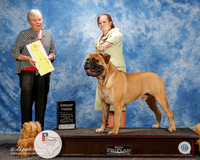 Bullmasiff #5 Thurs G3 Britton Sonya and Brett Agent Nicol Jellison Judge Kathy Bucher Sawyer