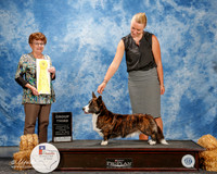 Cardigan Welsh Corgi #5 Thurs G3 White Jayce and shari Curran Judge Cindy Meyer