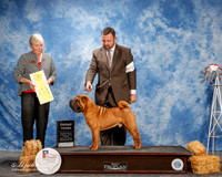 Chinese Shar Pei #5 Thurs G3 Mauk Jeff and Loretta Anders and Esmae Minne Agent Clint Livingston Judge Kathy Bucher Sawyer