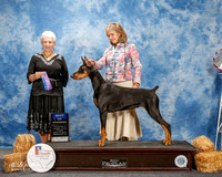 Doberman Pinscher #10 Thurs BOW Ramos Susan M Agent Linda George Judge Eva E Berg
