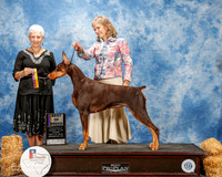 Doberman Pinscher #14 Thurs BOB Zimmerman Hilary and Jacqueline and Alan Wendt Agent Linda George Judge Eva E Berg