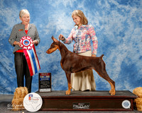 Doberman Pinshcer #14 Thurs BIS Zimmerman Hillary and Jacqeline and Alan Wendt Agent Linda George Judge Kathy Bucher Sawyer
