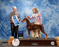 Doberman Pinshcer #14 Thurs G1 Zimmerman Hillary and Jacqueline and Alan Wendt Agent Linda George Judge Kathy Bucher Sawyer