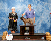 French Bulldog #11 Thurs BOB Jacky Mills Agent Paige McCarver Judge Kathy Bucher Sawyer