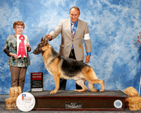 German Shepherd Dog #19 Thurs G2 Reyna Oscar A Ornelas M Gomez C Arguimbau Ackem Agent Sergio Espejo Judge Cindy Meyer