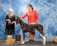 Great Dane #10 Thurs BOS Collier Juhree C Judge Eva E Berg