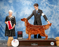 Irish Setter #6 Thurs G2 Kruger Wade E Agent Schuylar Moore Judge Kathy Bucher Sawyer